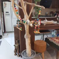 درختچه مخصوص پرنده و عروس هلندی