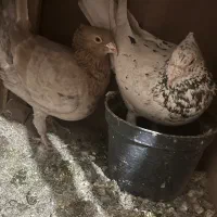 هفت رنگ کاکلی