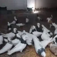 کفتر طوقی سرور