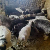 بره|حیوانات مزرعه|شیراز, نجم آباد|دیوار