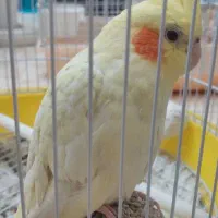 عروس هلندی لوتینو ( ماده)