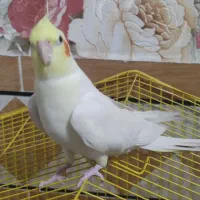 عروس هلندی مولد