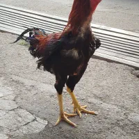 خروس لاری
