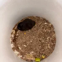 همستر|موش و خرگوش|خمینی‌شهر, |دیوار