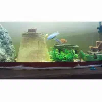 گوپیو سیچیلاید|ماهی|باغ حلی, |دیوار