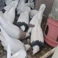 کبوتر طوقی|پرنده|کوهبنان, |دیوار