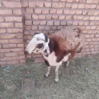 میشپلنگیودوبرهنربرایقوچ