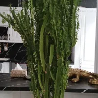 گل طبیعی|گل و گیاه طبیعی|کامیاران, |دیوار