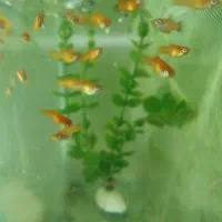 بچه ماهی پلاتی خونی و ماهی گوپی فول رد بزرگ|ماهی|تویسرکان, |دیوار