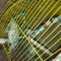 عروس هلندی اهلی