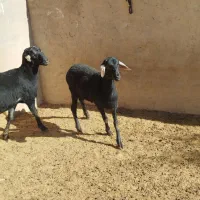 بره قره قزل|حیوانات مزرعه|حلب, |دیوار