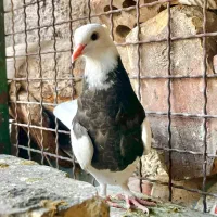 کبوتر کفتر طوقی