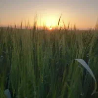 سرکارگر کشاورزی هستم