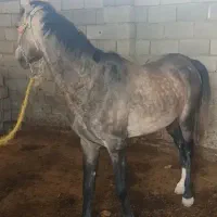 اسب نریان سه و نیم ساله کورد