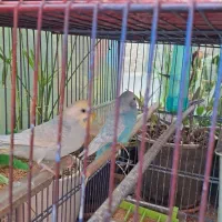 عروس  هلندی نر ماده به شرت تخم جوجه  فنج مرغ عشق|پرنده|پاکدشت, خاتون آباد|دیوار