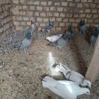 کفتر پلاکی|پرنده|یزد, |دیوار