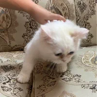 واگذاری و فروش بریتیش سفید اصیل|گربه|لنگرود, |دیوار