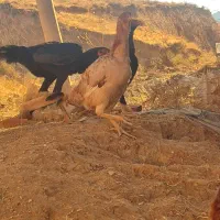 مرغ لاری|حیوانات مزرعه|سقز, |دیوار