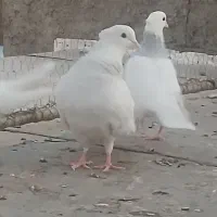 طوقی ابی|پرنده|قم, نیروگاه|دیوار