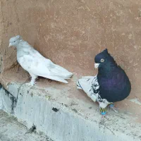 نرماده کله|پرنده|شیراز, درکی|دیوار