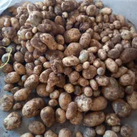 سیب زمینی اکریا|خوردنی و آشامیدنی|قیدار, |دیوار