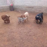 سه بز و پنج بزغاله