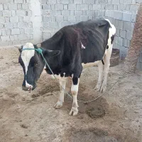 گاو.|حیوانات مزرعه|سعدآباد, |دیوار