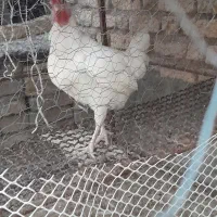 فروش خروس بزرگ ونیمه