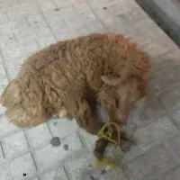 قصاب در محل|خدمات پذیرایی، مراسم|رباط‌کریم, رباط‌کریم|دیوار