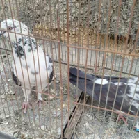 کبوتر پرشی|پرنده|اصفهان, سلطان‌آباد|دیوار