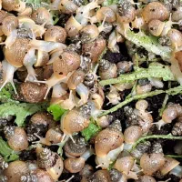 حلزون های وروجک