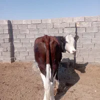 گاو بهترین نژاد