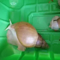 حلزون