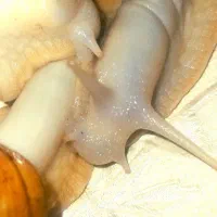 حلزون وتخم حلزون