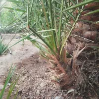 جونگ هلیله ای