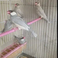 فنچ نرگسی