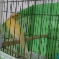 قناری ماده ۱سالو نیمه