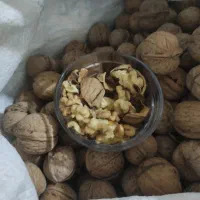 گردو درجه یک مناطق سرد سیرکوهستانی شاه جهان|حراج|تهران, خلیج فارس|دیوار