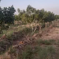 دامداری و باغ پسته|فروش دفتر صنعتی، کشاورزی، تجاری|سبزوار, قصبه غربی|دیوار