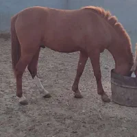 فروش کره اسب|اسب و تجهیزات اسب‌سواری|بهبهان, |دیوار