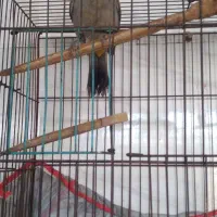 قناری اواز خوان