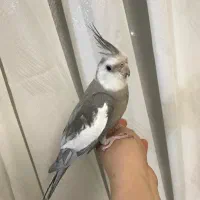 عروس هلندی ‌ومرغ عشق