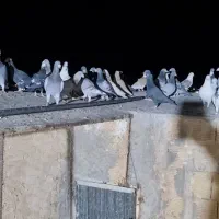 ۳۵ تا زدوخورد