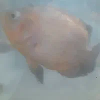 تعداد ۷ عدد ماهی گوشتخوار|ماهی|کرج, شهرک امام رضا (ع)|دیوار