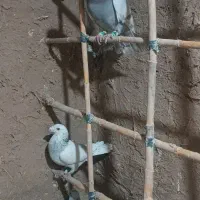 کفتر ده عدد|پرنده|سبزوار, شرق کال شمالی|دیوار