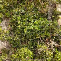 قلمه ناز یخی|گل و گیاه طبیعی|محلات, |دیوار