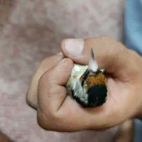 سهره نر سرسیاه|پرنده|مرودشت, فاز دوم شهرک فرهنگیان|دیوار