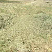 علف ویونجەفروشی