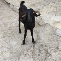 کره نر بردستان|حیوانات مزرعه|بندر دیر, |دیوار
