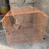 قفس بزرگ پرنده